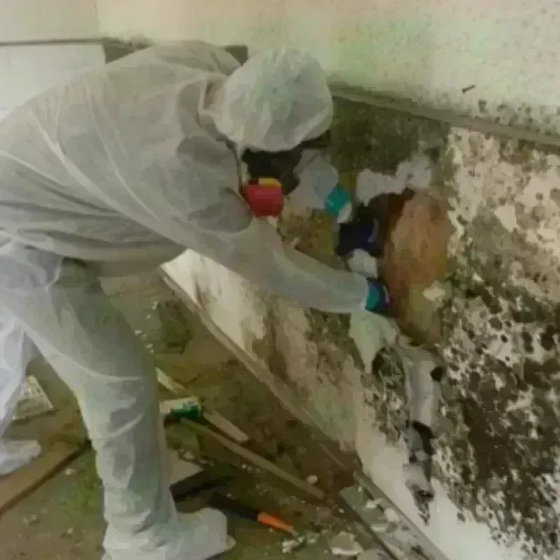 Mold Remediation and Removal in Palmyra, ME